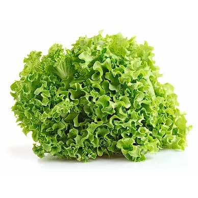Lechuga Criolla