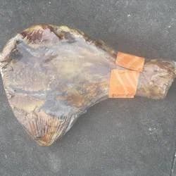 escapula de cerdo